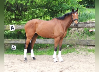Cavallo sportivo irlandese Mix, Castrone, 6 Anni, Baio