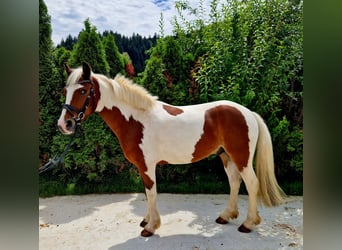 Cavallo sportivo irlandese, Castrone, 7 Anni, 136 cm, Pezzato