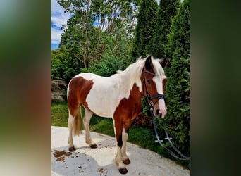 Cavallo sportivo irlandese, Castrone, 7 Anni, 136 cm, Pezzato