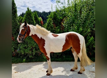 Cavallo sportivo irlandese, Castrone, 7 Anni, 136 cm, Pezzato