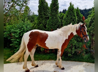 Cavallo sportivo irlandese, Castrone, 7 Anni, 136 cm, Pezzato