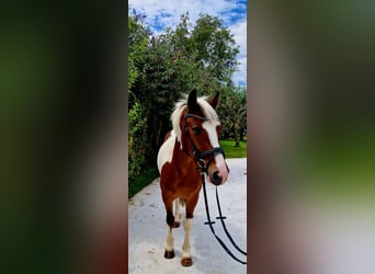 Cavallo sportivo irlandese, Castrone, 7 Anni, 136 cm, Pezzato