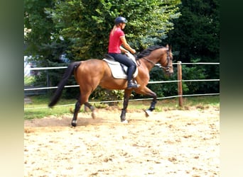Cavallo sportivo irlandese, Castrone, 7 Anni, 153 cm, Baio