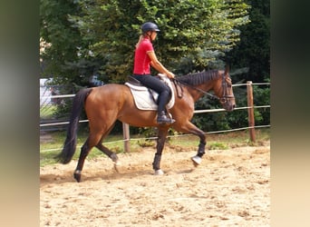 Cavallo sportivo irlandese, Castrone, 7 Anni, 153 cm, Baio
