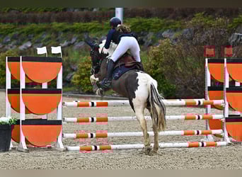 Cavallo sportivo irlandese Mix, Castrone, 7 Anni, 155 cm, Pezzato