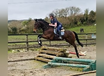 Cavallo sportivo irlandese, Castrone, 7 Anni, 158 cm, Baio