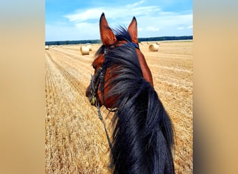 Cavallo sportivo irlandese, Castrone, 7 Anni, 158 cm, Baio