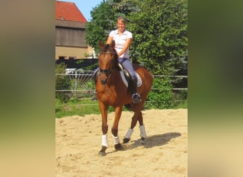 Cavallo sportivo irlandese, Castrone, 7 Anni, 158 cm, Baio