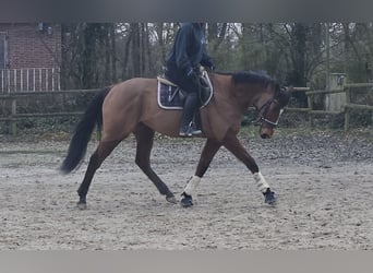 Cavallo sportivo irlandese, Castrone, 7 Anni, 160 cm, Baio