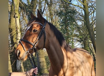 Cavallo sportivo irlandese, Castrone, 7 Anni, 160 cm, Baio