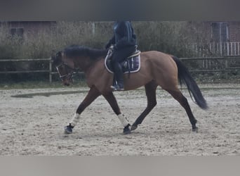 Cavallo sportivo irlandese, Castrone, 7 Anni, 160 cm, Baio