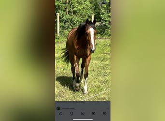 Cavallo sportivo irlandese, Castrone, 7 Anni, 162 cm, Baio