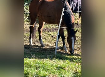 Cavallo sportivo irlandese, Castrone, 7 Anni, 162 cm, Baio