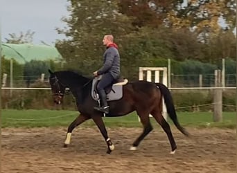 Cavallo sportivo irlandese, Castrone, 7 Anni, 162 cm, Baio nero