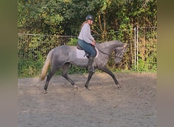 Cavallo sportivo irlandese, Castrone, 7 Anni, 162 cm, Grigio ferro