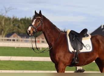 Cavallo sportivo irlandese, Castrone, 7 Anni, 164 cm, Baio