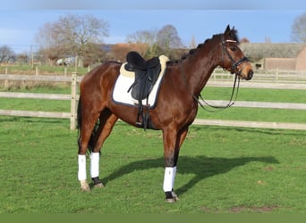 Cavallo sportivo irlandese, Castrone, 7 Anni, 164 cm, Baio