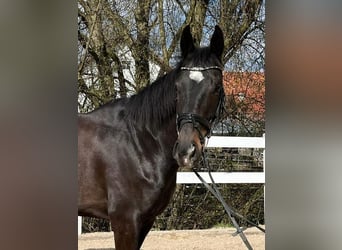 Cavallo sportivo irlandese, Castrone, 7 Anni, 165 cm, Baio scuro