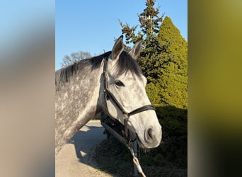 Cavallo sportivo irlandese, Castrone, 7 Anni, 166 cm, Grigio ferro