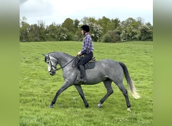 Cavallo sportivo irlandese, Castrone, 7 Anni, 166 cm, Grigio pezzato