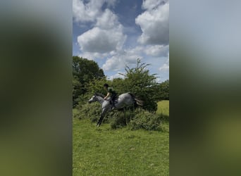 Cavallo sportivo irlandese, Castrone, 7 Anni, 166 cm, Grigio pezzato