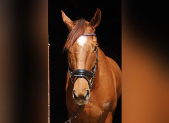 Cavallo sportivo irlandese Mix, Castrone, 7 Anni, 166 cm, Sauro
