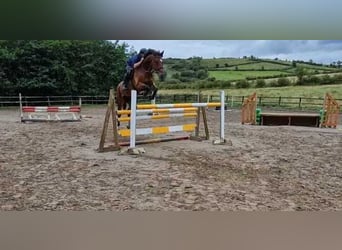 Cavallo sportivo irlandese, Castrone, 7 Anni, 167 cm, Baio ciliegia