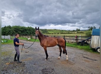 Cavallo sportivo irlandese, Castrone, 7 Anni, 167 cm, Baio ciliegia