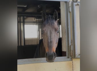 Cavallo sportivo irlandese, Castrone, 7 Anni, 167 cm, Baio scuro