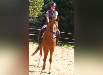 Cavallo sportivo irlandese, Castrone, 7 Anni, 167 cm, Sauro