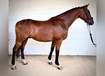 Cavallo sportivo irlandese, Castrone, 7 Anni, 168 cm, Baio ciliegia