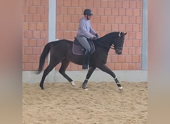 Cavallo sportivo irlandese, Castrone, 7 Anni, 168 cm, Baio nero
