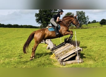 Cavallo sportivo irlandese, Castrone, 7 Anni, 168 cm, Sauro