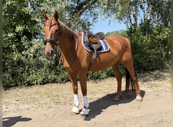 Cavallo sportivo irlandese, Castrone, 7 Anni, 168 cm, Sauro