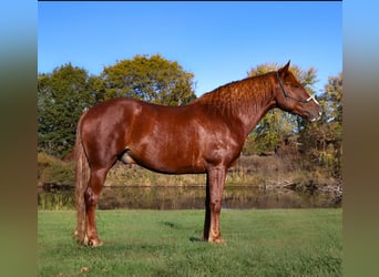 Cavallo sportivo irlandese, Castrone, 7 Anni, 168 cm, Sauro scuro