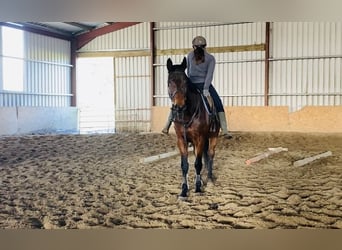 Cavallo sportivo irlandese, Castrone, 7 Anni, 170 cm, Baio