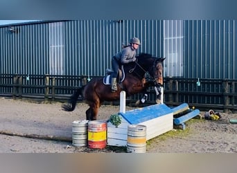 Cavallo sportivo irlandese, Castrone, 7 Anni, 170 cm, Baio