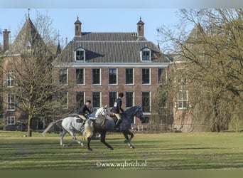 Cavallo sportivo irlandese, Castrone, 7 Anni, 177 cm, Grigio pezzato