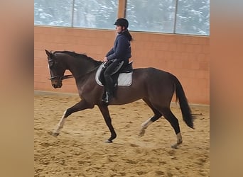 Cavallo sportivo irlandese, Castrone, 7 Anni, 180 cm, Baio
