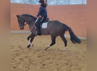 Cavallo sportivo irlandese, Castrone, 7 Anni, 180 cm, Baio