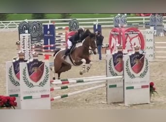 Cavallo sportivo irlandese, Castrone, 7 Anni