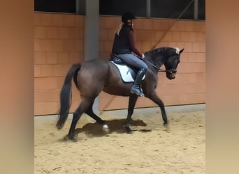 Cavallo sportivo irlandese, Castrone, 8 Anni, 158 cm, Baio