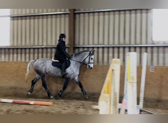 Cavallo sportivo irlandese, Castrone, 8 Anni, 158 cm, Grigio