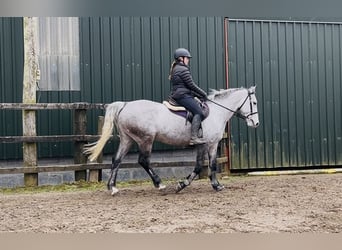 Cavallo sportivo irlandese, Castrone, 8 Anni, 158 cm, Grigio