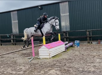 Cavallo sportivo irlandese, Castrone, 8 Anni, 158 cm, Grigio