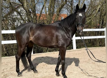 Cavallo sportivo irlandese, Castrone, 8 Anni, 165 cm, Baio scuro