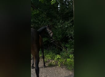 Cavallo sportivo irlandese, Castrone, 8 Anni, 165 cm, Baio scuro