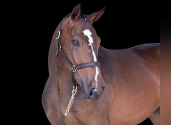 Cavallo sportivo irlandese, Castrone, 8 Anni, 170 cm, Baio