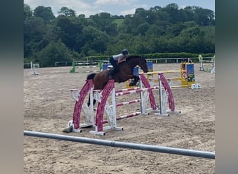 Cavallo sportivo irlandese, Castrone, 8 Anni, 170 cm, Baio ciliegia