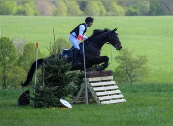 Cavallo sportivo irlandese, Castrone, 8 Anni, 170 cm, Baio scuro